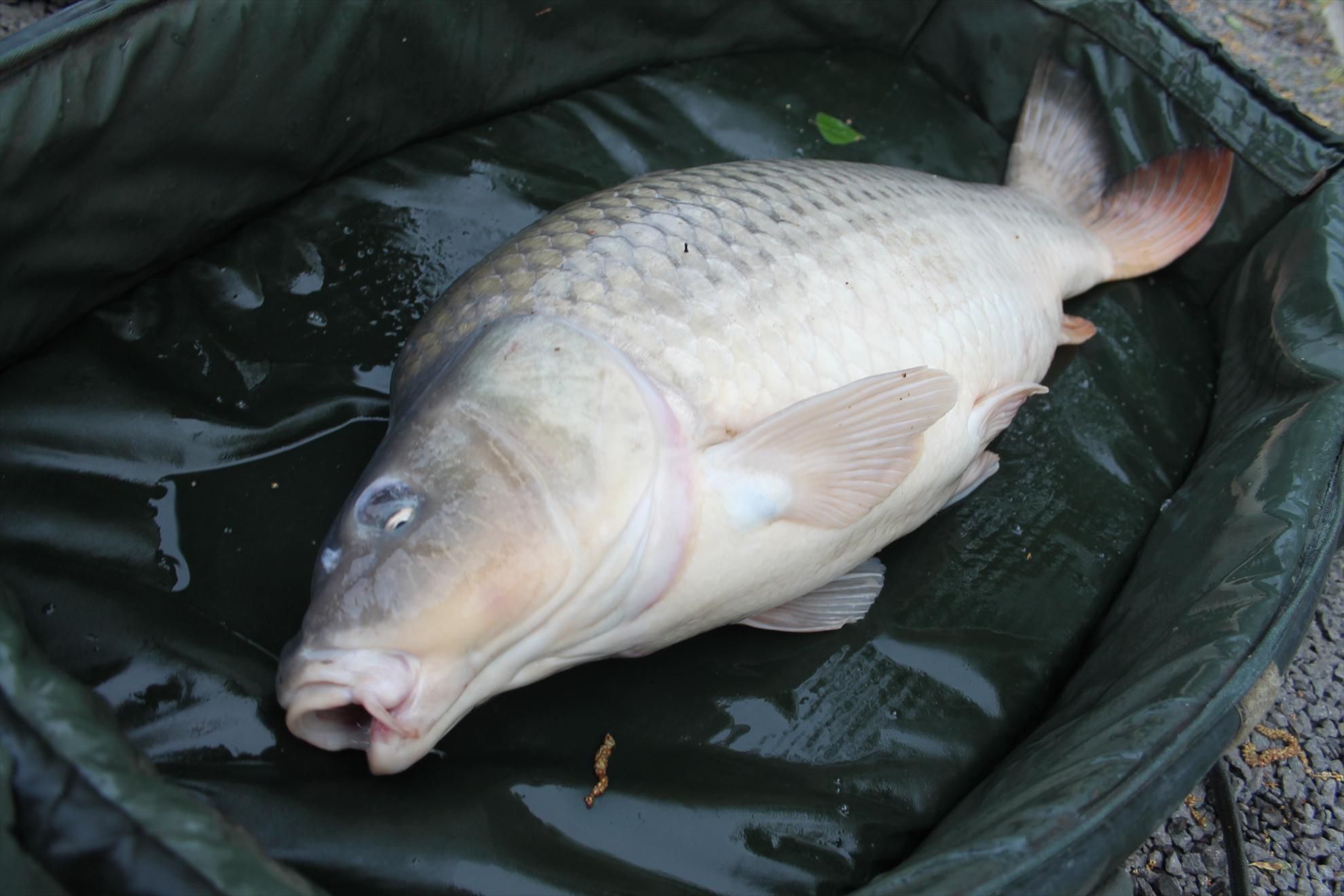 My new passion...3 - nagykallo-aprilie2013-569.JPG